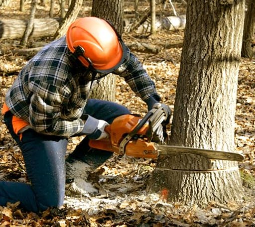 Tree Removal in Stewart, MS